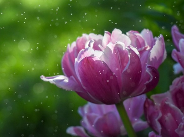 Від заморозків до 18 градусів тепла: прогноз погоди на сьогодні