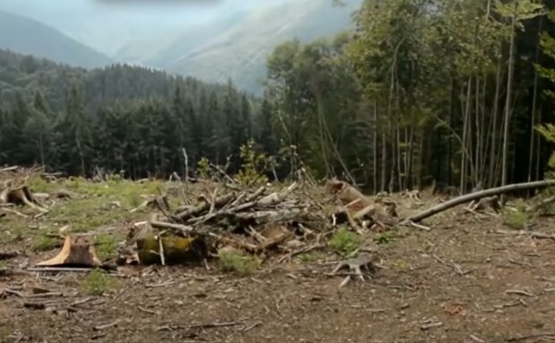 У Франківську оголосили полювання за “чорними лісорубами”