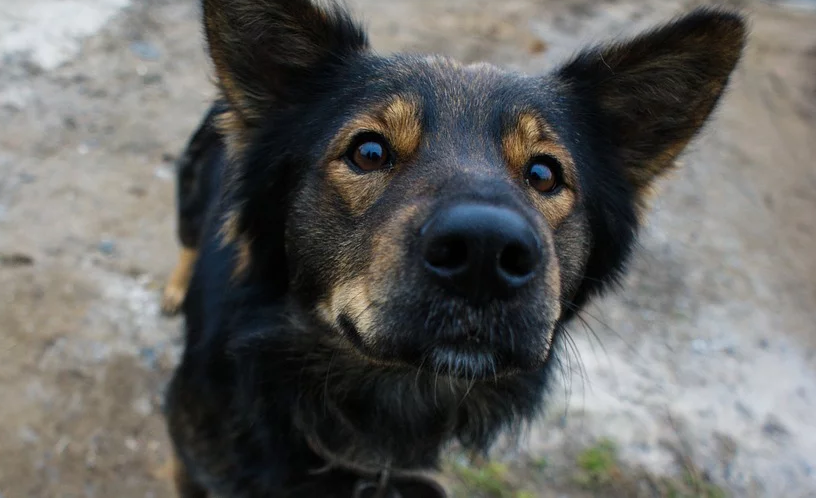 “А сьогодні на обід собака”: на Вінниччині чоловік жорстоко вбив домашню тварину, а потім нагодував нею сім’ю