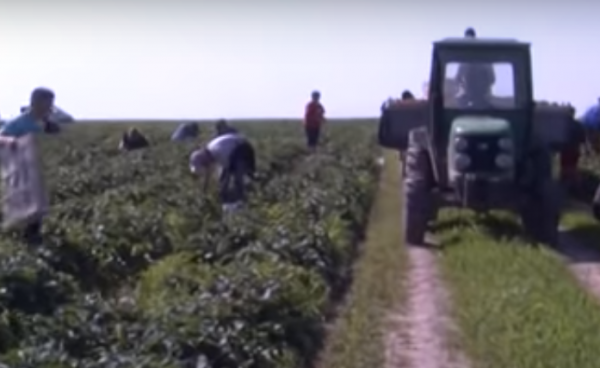 Заробітки “по-польськи”: у селі біля Луцька заробляють на полуниці (відео)