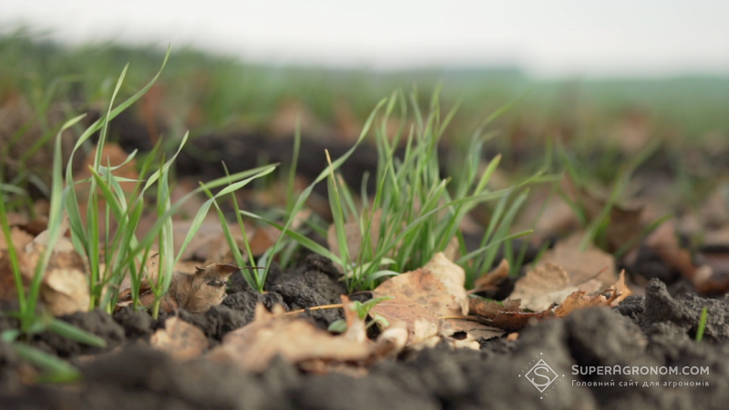 Сунуть аномальні спеки, більше не ростиме картопля: стало відомо про глобальні погодні зміни