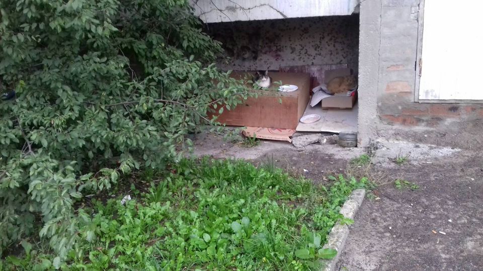 Чуєш ти, убога?: у Франківську жителі будинку вилаяли двірницю, яка прибрала за котами (ФОТО)