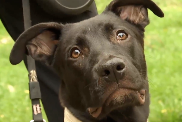 Прив’язали ланцюгом до дерева, лупцювали, ножем перерізали горло: у Києві чоловіки знущалися з пса