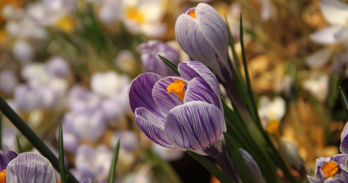 Всі готуються до свята весни та жіночності, але ж 8 Березня не про це – ось трохи історії