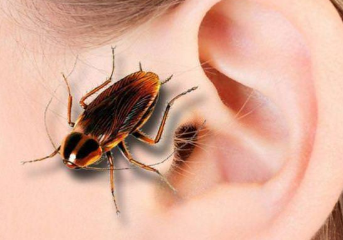 В Тернополі тарган заліз 14-річному хлопцю у вухо