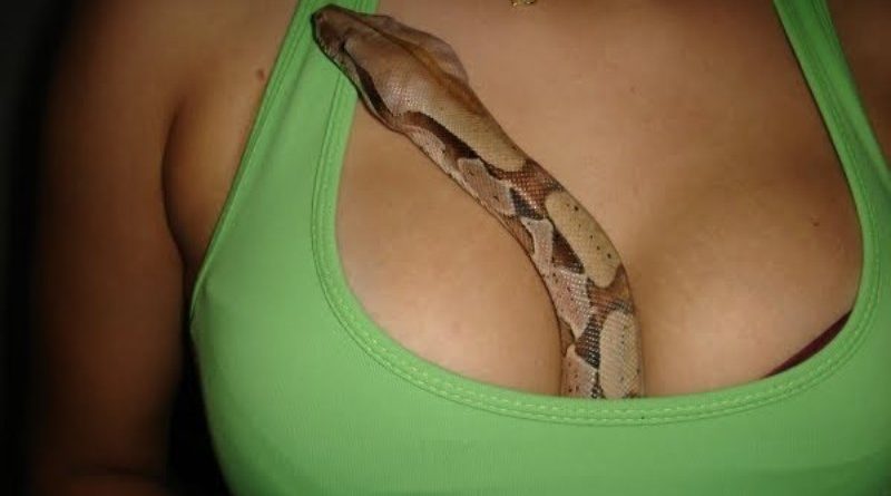 Змія вкусила жінку за груди і померла