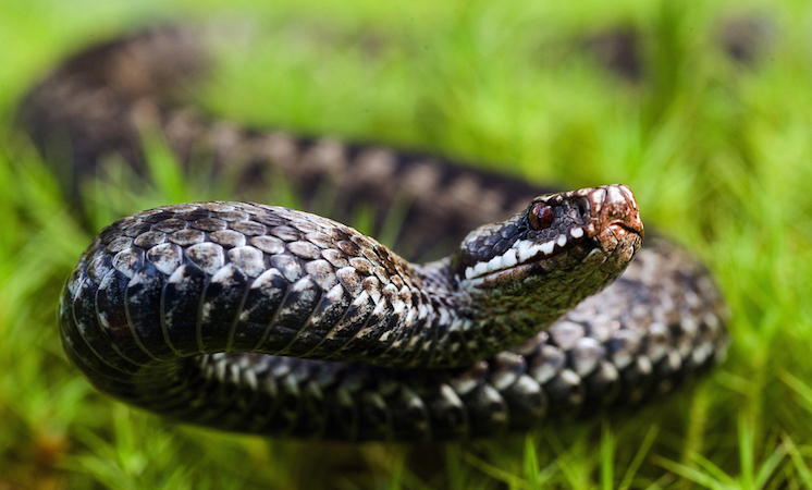 У Полтаві змія вкусила дитину на вулиці: що робити в таких ситуаціях