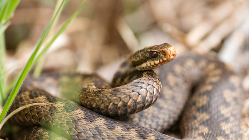 На Прикарпатті хлопчик потрапив у лікарню через укус змії