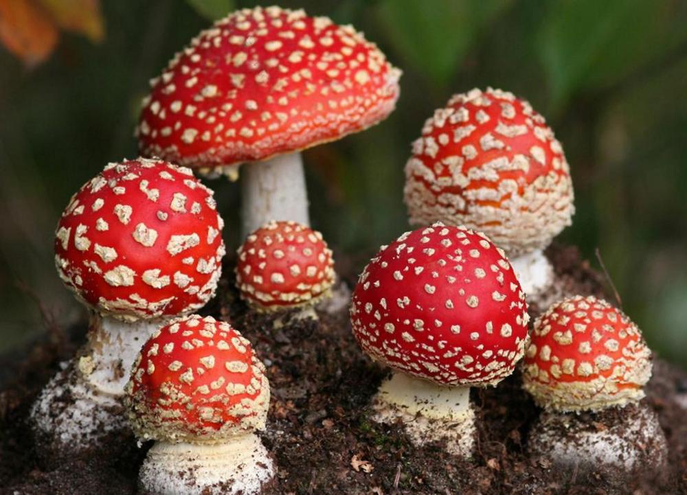 Під Харковом бабуся нагодувала чотирьох дітей отруйними грибами