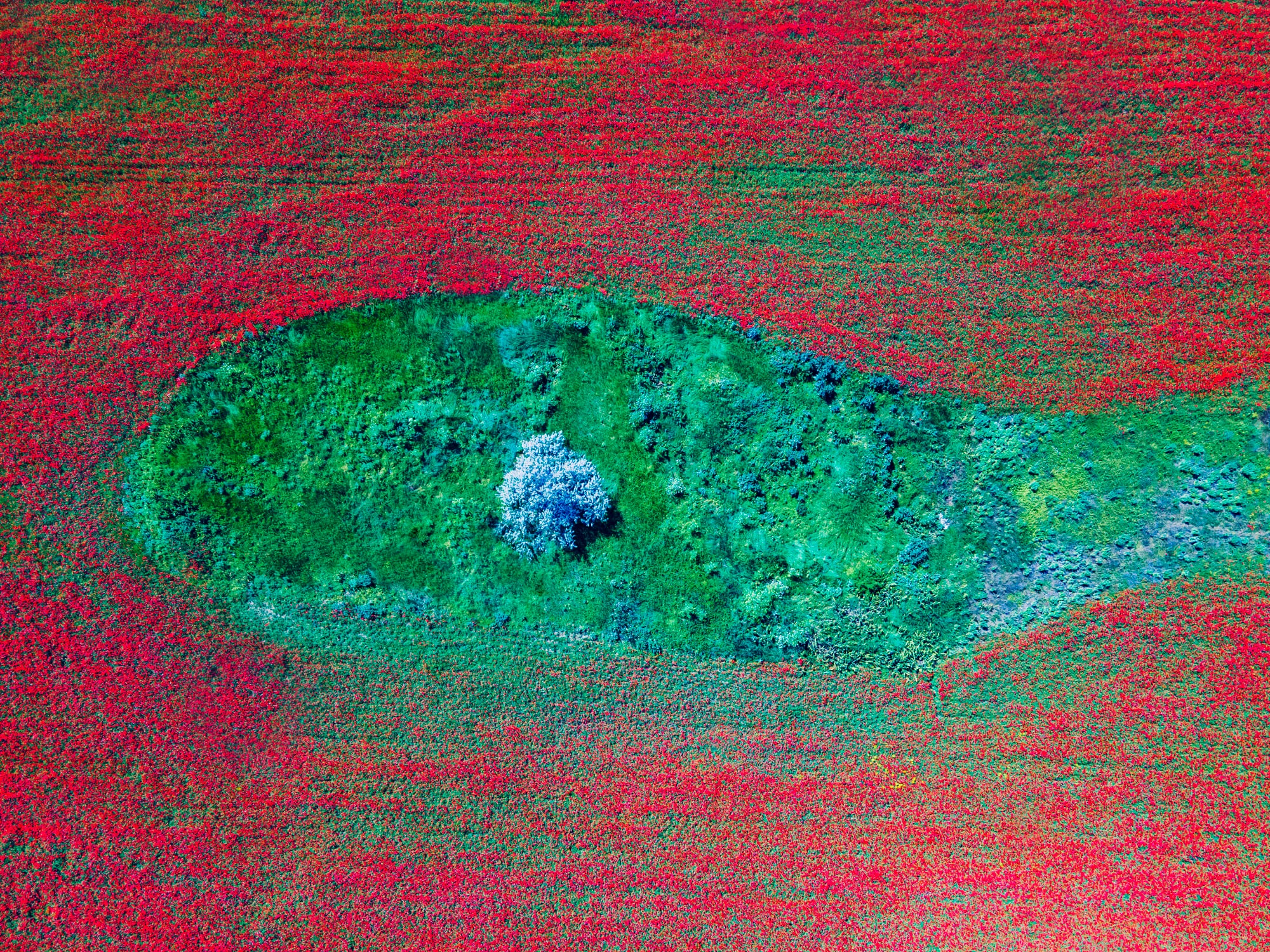 На Одещині розквітли макові поля. Фото