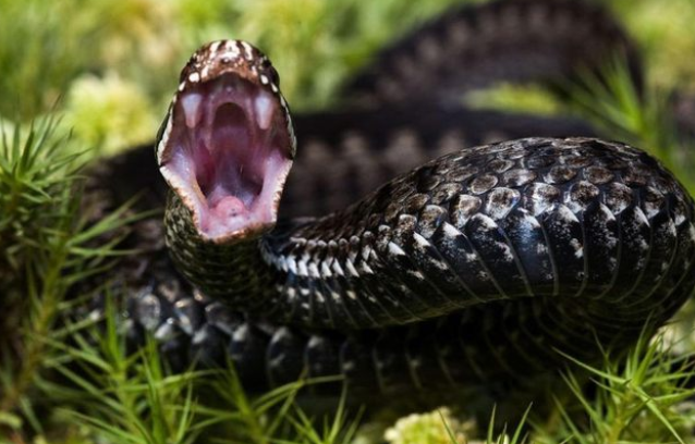 На Львівщині змії покусали жінку та дитину