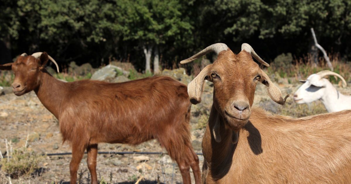 Перерізали горло козлам і кинули в багаття: як у Дніпрі нігерійці святкували день народження