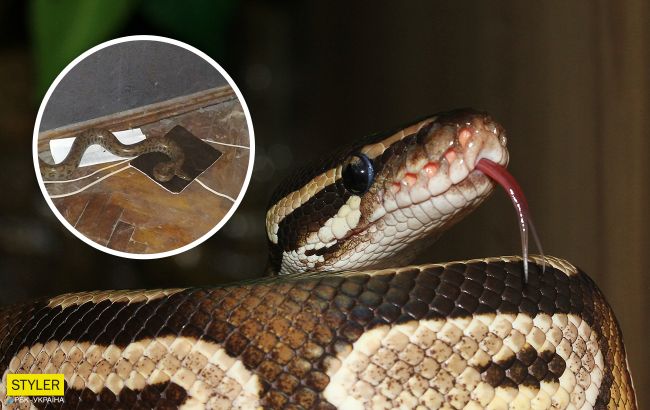 У Харкові жінка знайшла пітона в квартирі під ліжком (фото)