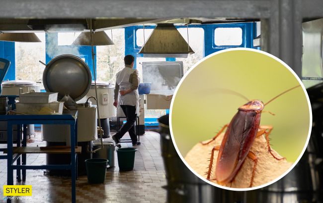 Мишачий послід, гнилі овочі та таргани: в Україні перевірили столові в школах і дитсадках