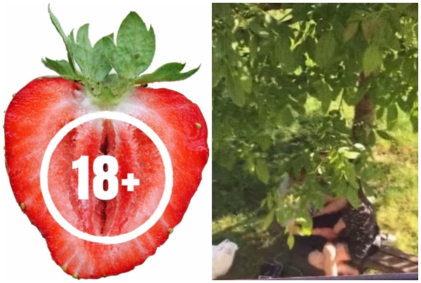 У Мукачеві посеред білого дня на лавочці пара займалась коханням (ВІДЕО)