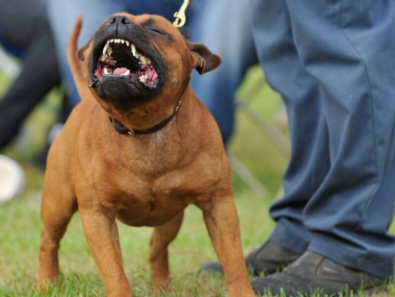 У Харкові собака розтерзав гостей своєї господині