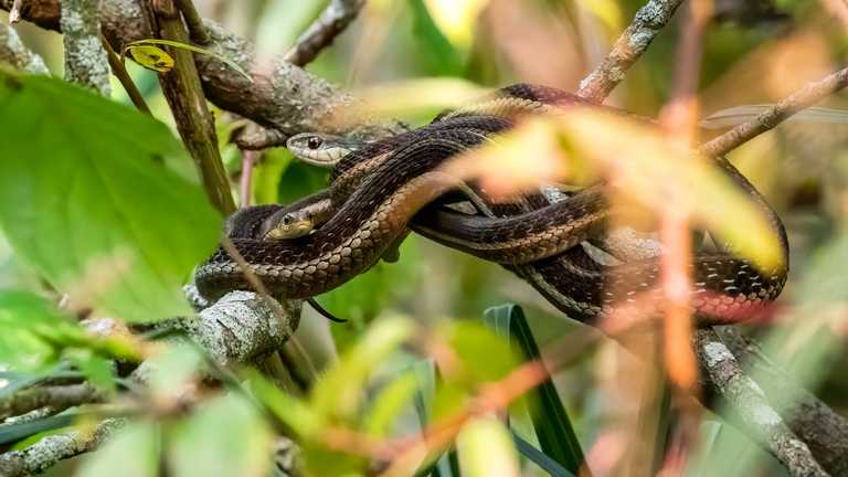 У США жінка знайшла під ліжком 18 змій