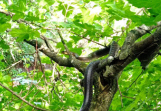 На Тернопільщині помітили двометрому змію. Фото