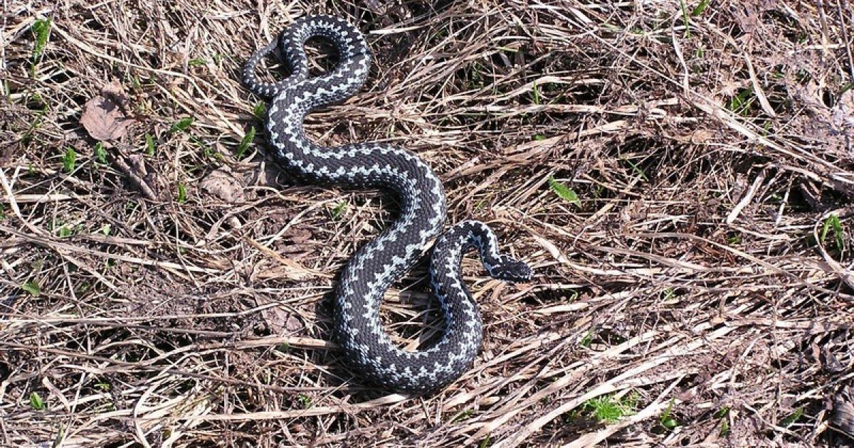 Збирала ягоди у лісі: у Житомирській області гадюка вкусила дівчину