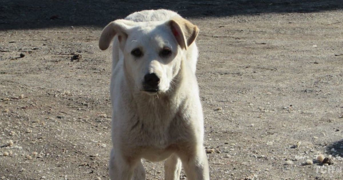 У Запоріжжі на жінку накинувся і загриз до смерті безпритульний собака