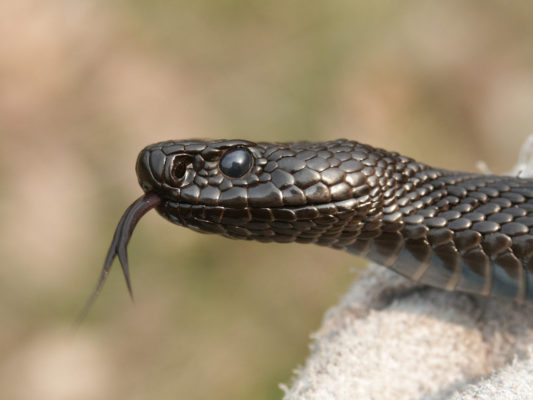 На Івано-Франківщині жінку вкусила змія