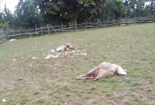 “Не залишилося ані краплини крові”: невідомий хижак Чупакабра випив кров вісім овець