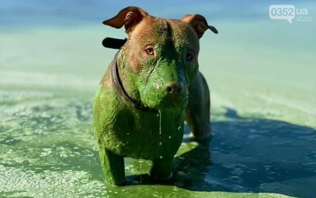“Собака з іншої планети”: мережу облетіли фото зеленого пса, який скупався у річці (ФОТО, ВІДЕО)