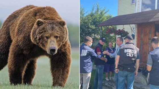 У Верховині начальник сектору Патрульної поліції попався на неправомірній вигоді за перевезення червонокнижного ведмедя