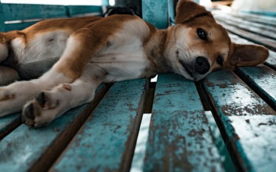 Мордувала голодом 70 тварин і заробляла гроші: жінка перетворила квартиру на в’язницю для собак і котів