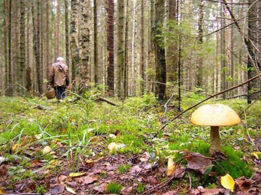 На Прикарпатті продовжують розшук зниклого грибника