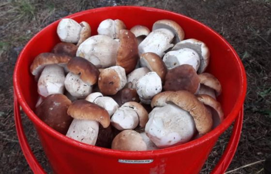 Носять білі гриби відрами: у Карпатах стартував сезон “тихого” полювання ФОТО
