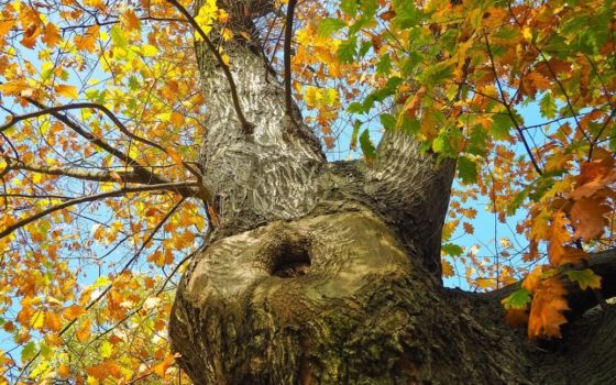 В Івано-Франківській області дерево розчавило чоловіка