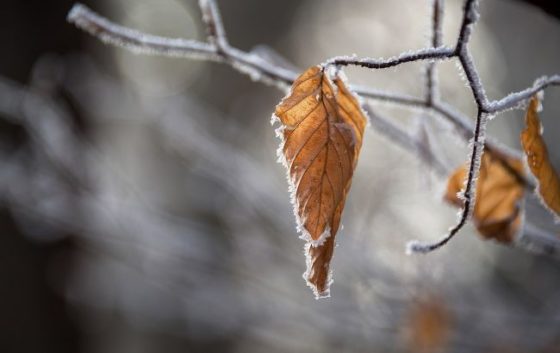 В Україні через заморозки оголосили “помаранчевий” рівень небезпеки: де буде найгірше
