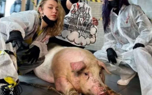 До тату-салону горе-майстри привели свиню, щоб набити їй велетенські куполи: фото