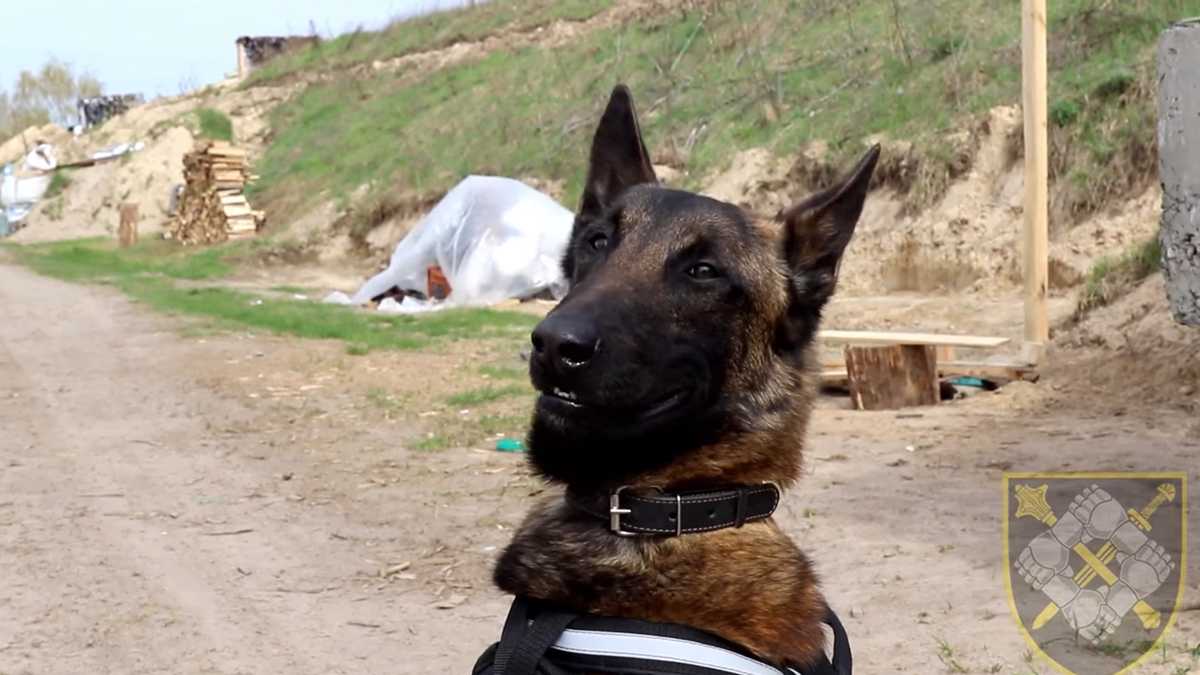 У бойового пса Патрона з’явився конкурент – перспективний бельгієць Алмаз