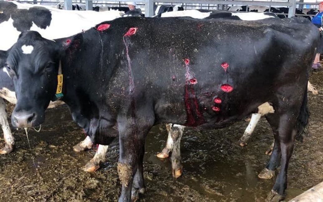 На Сумщині РФ “денацифікувала” ферму з коровами, десятки тварин постраждали (фото)
