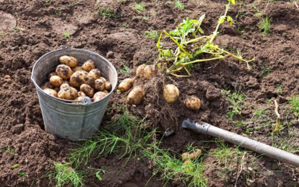 Коли краще копати картоплю 2022 року, щоб вона добре зберігалася