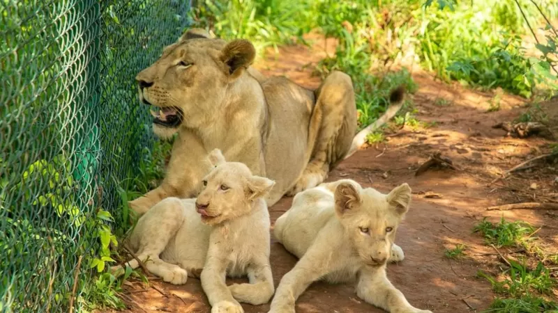 У зоопарку Гани леви розтерзали чоловіка. Хотів вкрасти білих левенят?