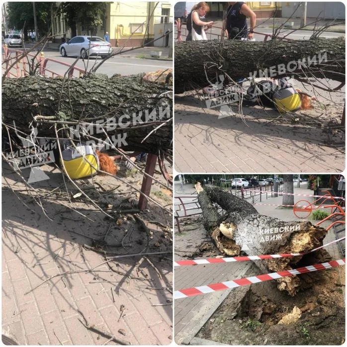 У Києві на дівчину впало величезне трухляве дерево (фото)
