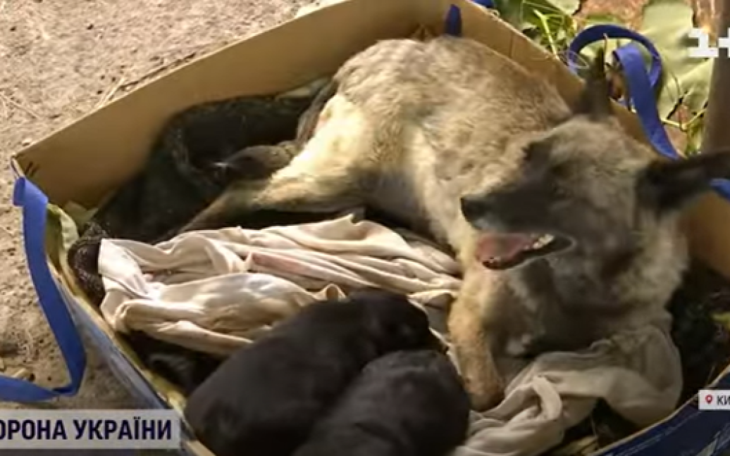 Макарівська Хатіко: історія собаки, яка п’ять мІсяців чекала на своїх господарів (відео)
