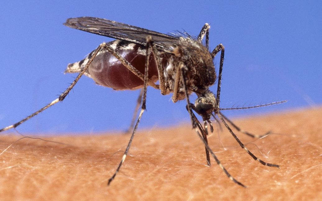 Комарі еволюціонували, щоб знаходити людей за запахом – вчені
