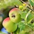 Моніліоз: як врятувати урожай, коли на яблунях гниють плоди