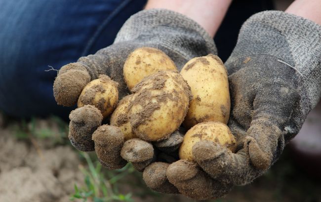 Коли потрібно збирати урожай картоплі, щоб вона довше зберігалася: всі важливі поради