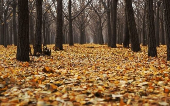 До України йде похолодання: Синоптик попередив про зміну погоди