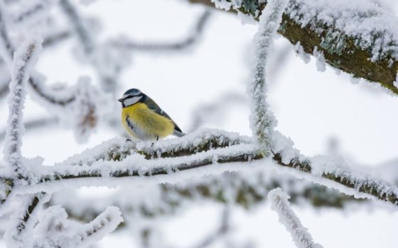 Які погодні сюрпризи готує українцям прийдешня зима – прогноз Укргідрометцентру
