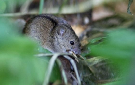 На Прикарпатті миші заполонили поля озимих культур та можуть знищити врожай