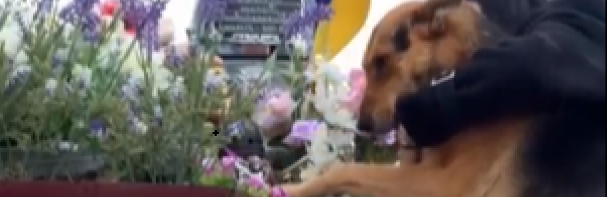“Боляче та сумно”: відео, на якому собака прощається із загиблим господарем, розчулило мережу (ВІДЕО)