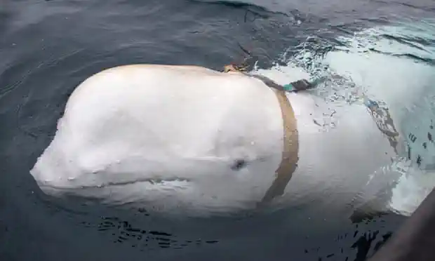 The Guardian: У водах Скандинавії плаває російський «кит-шпигун»