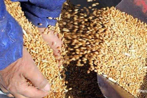 Виробництво пшениці в Україні різко скоротиться. Прогноз мінсільгосп США