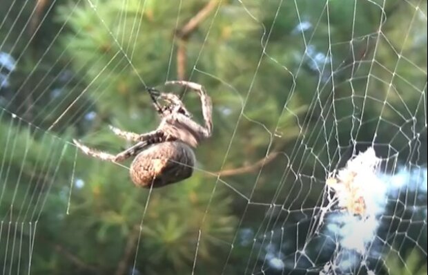 Дивіться під ноги: в Україні виявили найнебезпечнішого павука, його укус дуже підступний